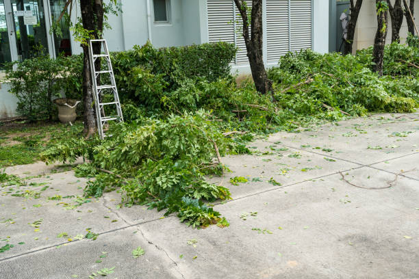 Best Seasonal Cleanup (Spring/Fall)  in USA